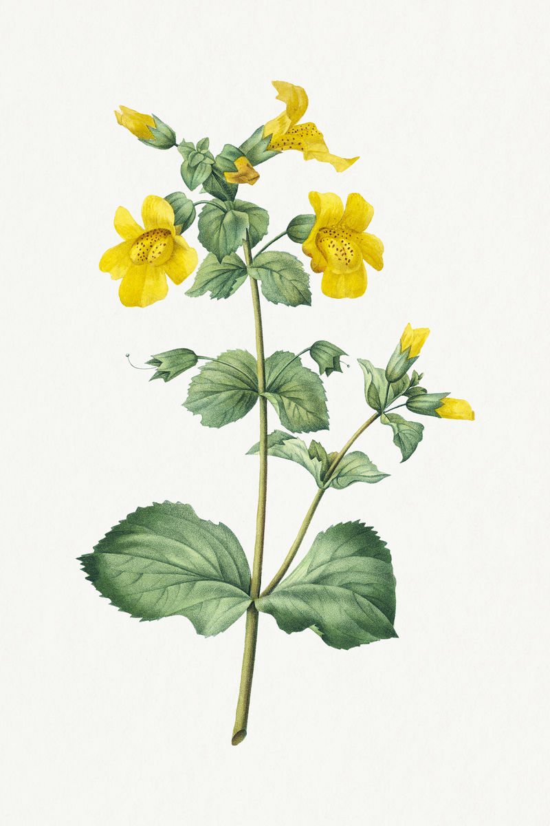 Mimulus flower psd复古植物艺术印刷品由Pierre Joseph Redout的艺术作品混合而成\u0026eacute；
