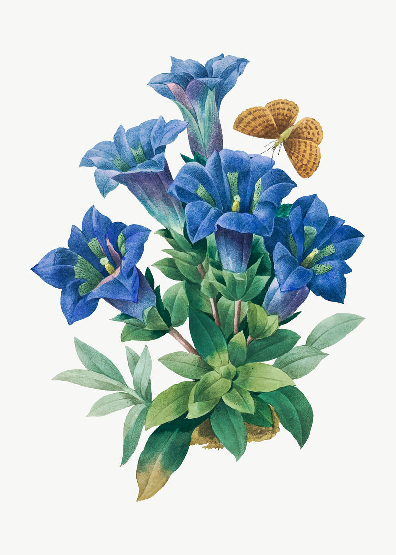 龙胆花矢量植物艺术印刷品由Pierre Joseph Redout的艺术作品混合而成\u0026eacute；