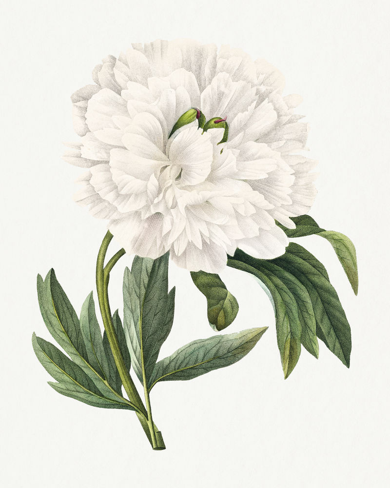 牡丹花psd复古植物艺术印刷品由Pierre Joseph Redout的艺术作品混合而成\u0026eacute；