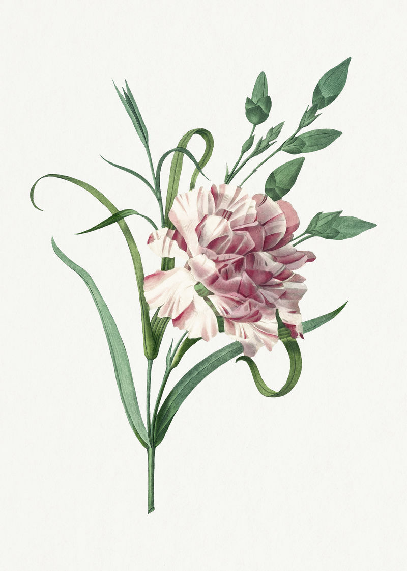植物康乃馨花插图从皮埃尔·约瑟夫·雷多特的艺术作品中重新混合而成\u0026eacute；