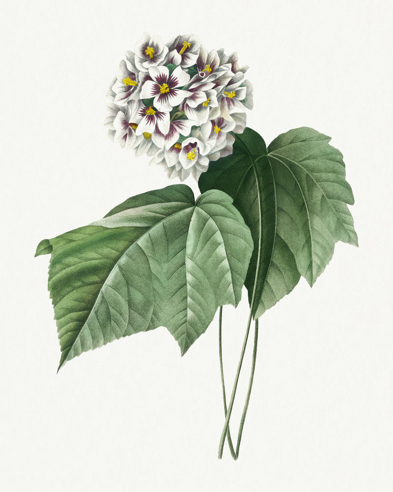 董碧雅·阿米莉亚（Dombeya Amelia）花卉psd复古植物艺术印刷品由皮埃尔·约瑟夫·雷多特（Pierre Joseph Redout）的艺术作品混合而成\u0026eacute；