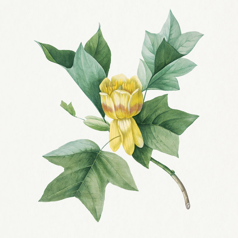 郁金香花psd复古植物艺术印刷品由Pierre Joseph Redout的艺术作品混合而成\u0026eacute；