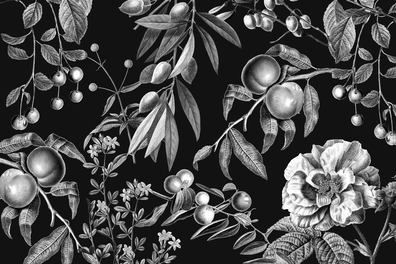 复古玫瑰图案psd黑白植物和水果插图