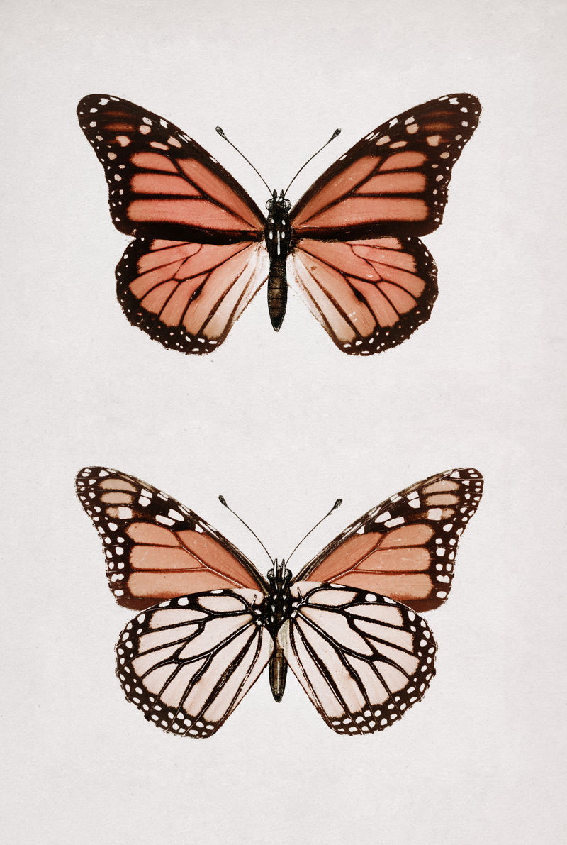Monarch Butterfly（Danais Archippus）复古壁画印刷海报设计由Sherman F