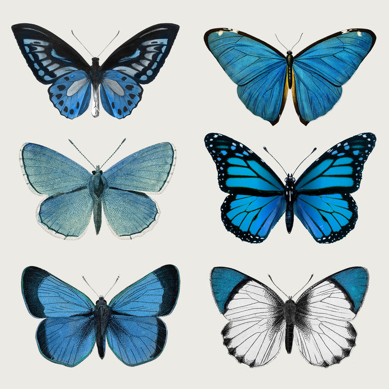 复古常见蓝色蝴蝶插图设计元素集