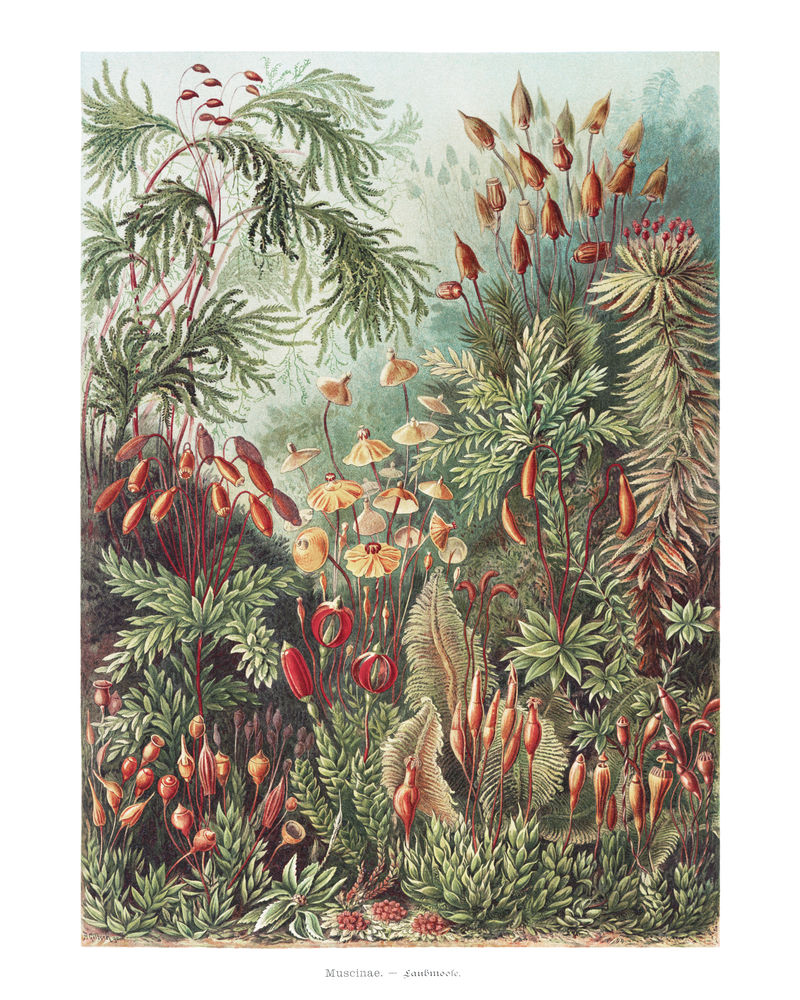 复古苔藓插画墙面艺术印刷品和海报