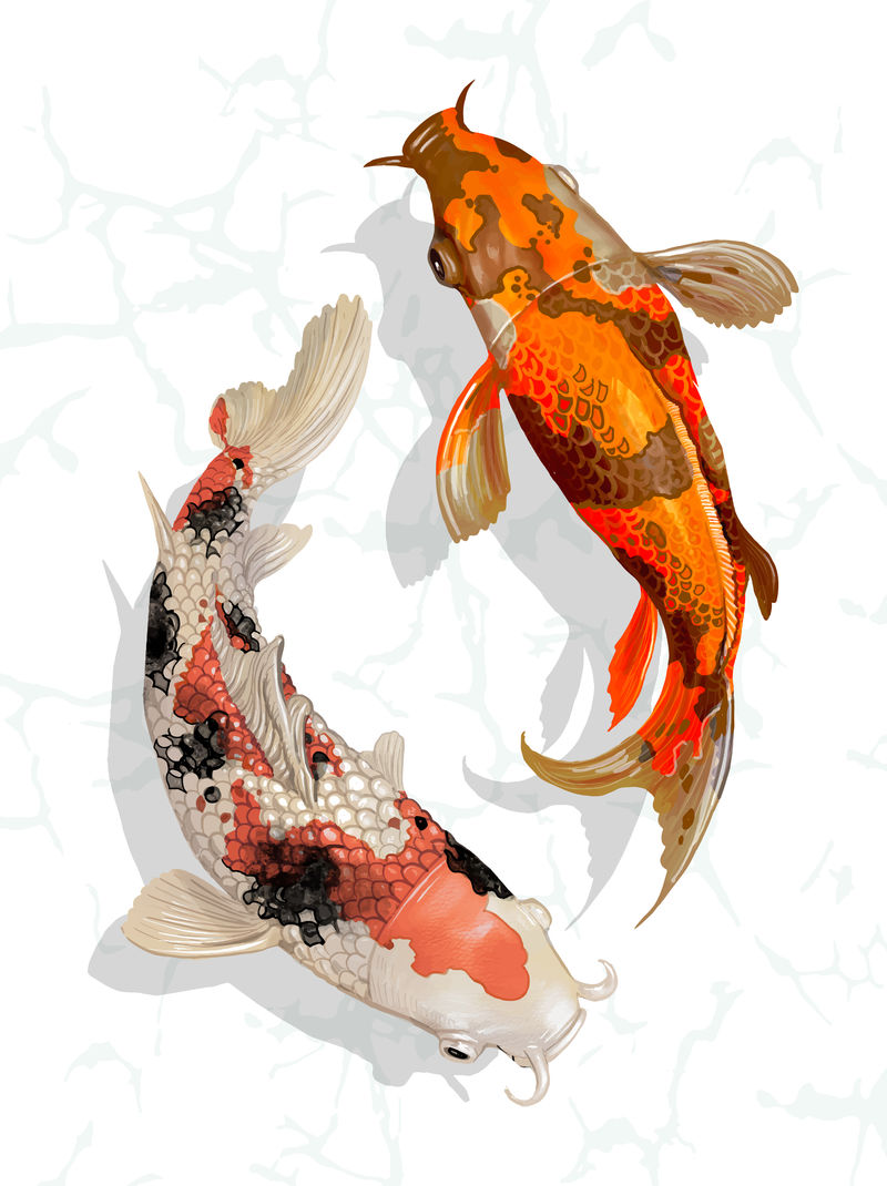 两只日本锦鲤鱼在游泳