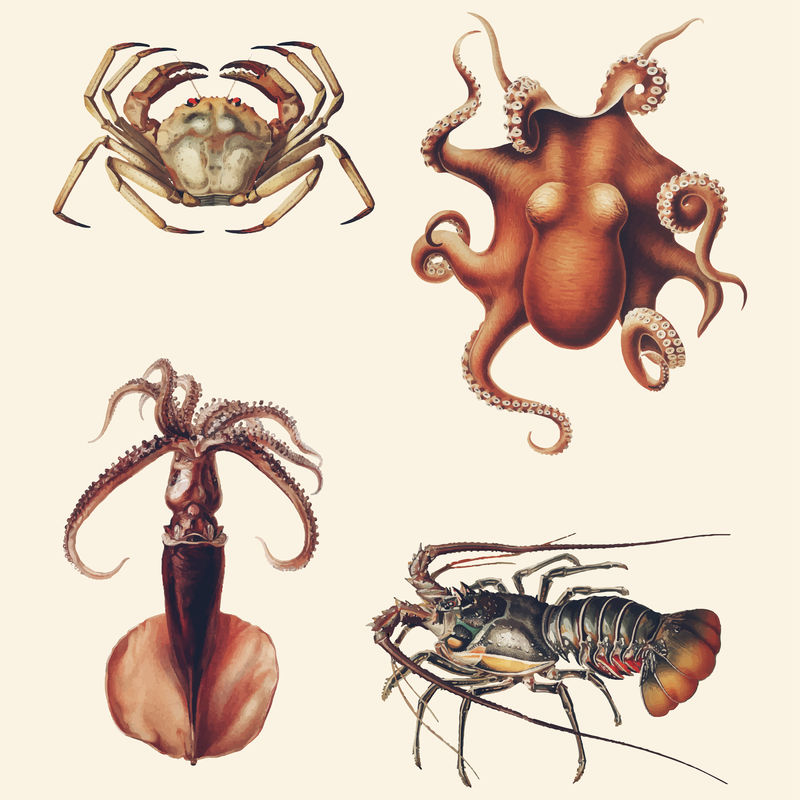 各种海洋生物复古插图