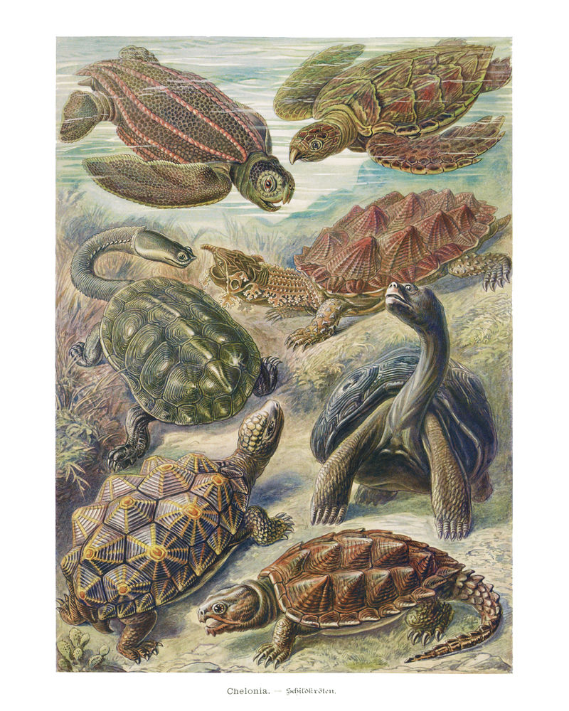 古董海龟插画墙面艺术印刷品和海报