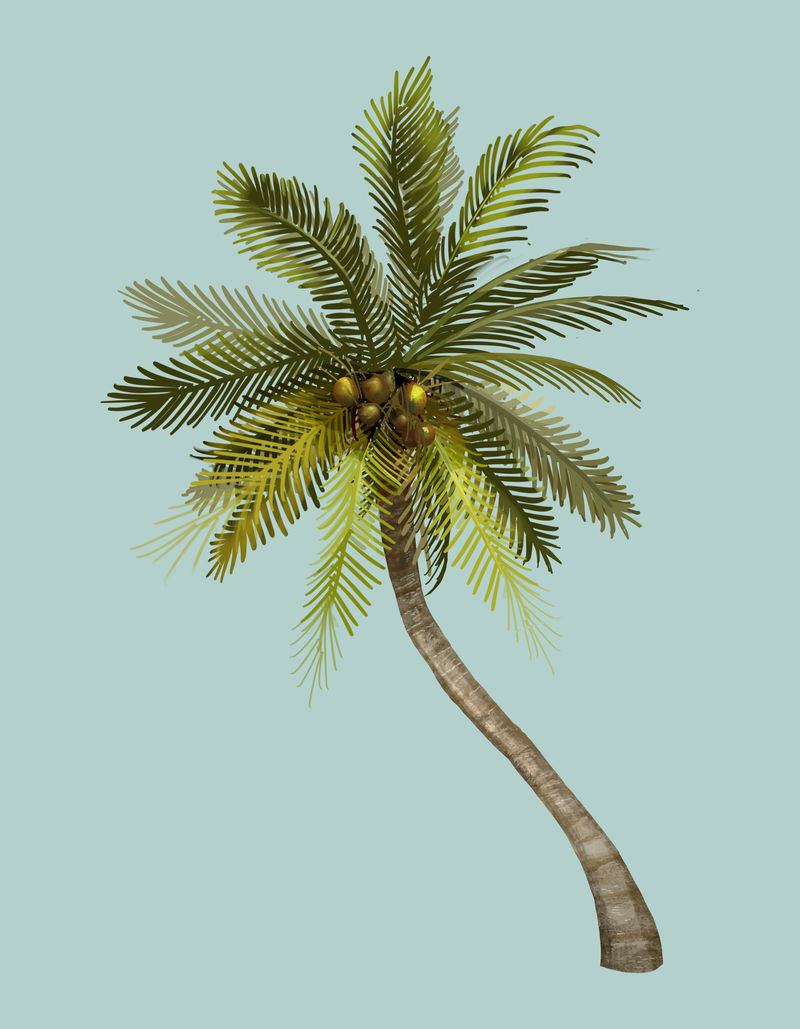 热带椰树插图