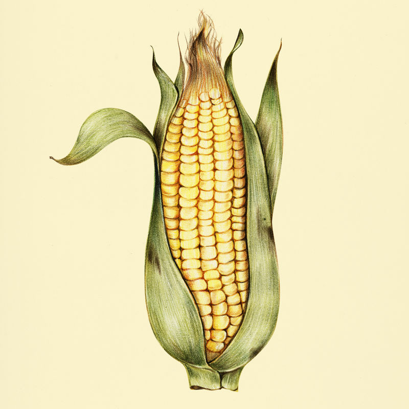 手绘玉米插图