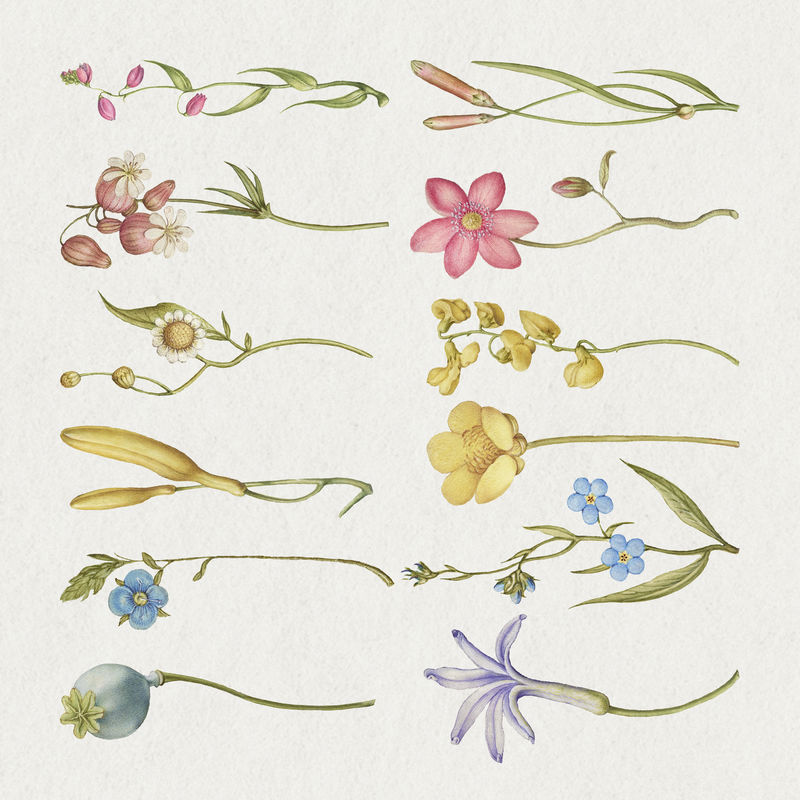 五颜六色的花卉元素集混合从模型书的书法乔里斯霍夫纳格尔和乔治博茨凯