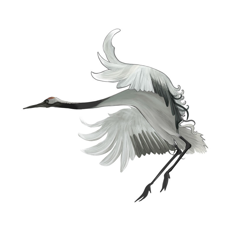 优雅的日本丹顶鹤拍打着翅膀