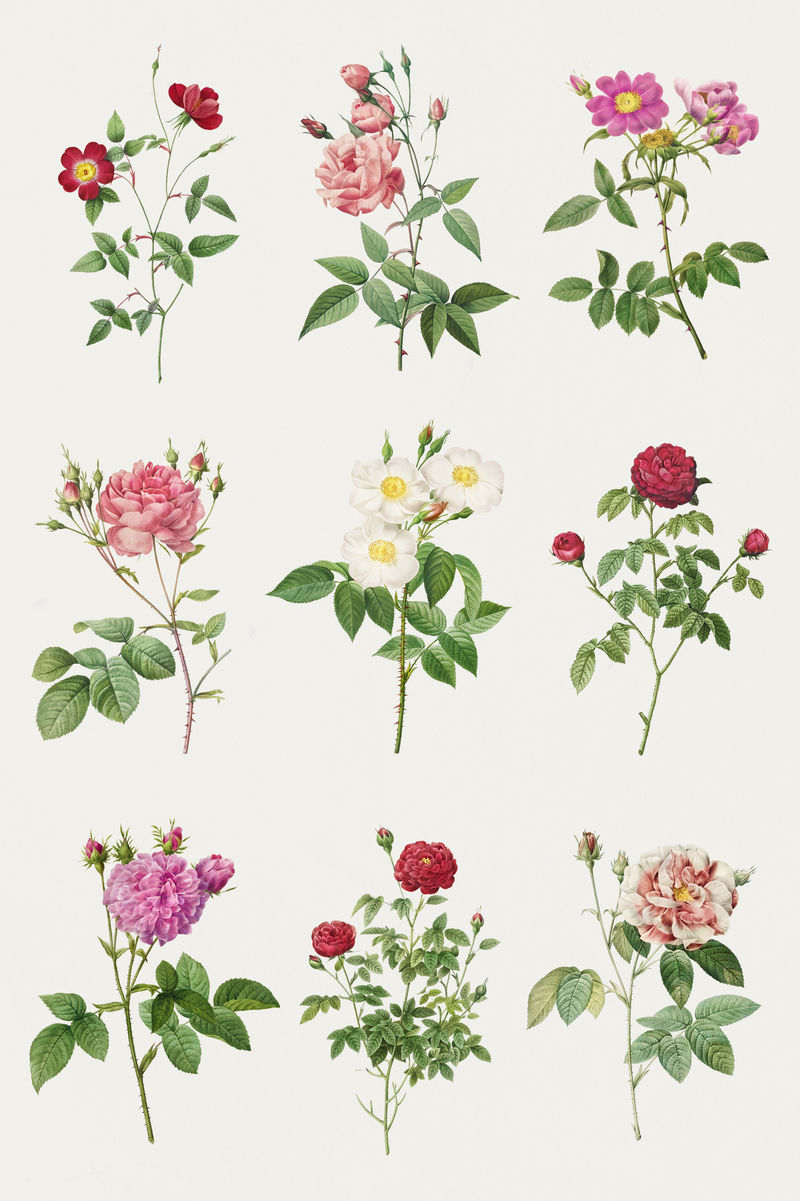 复古玫瑰花朵模型系列