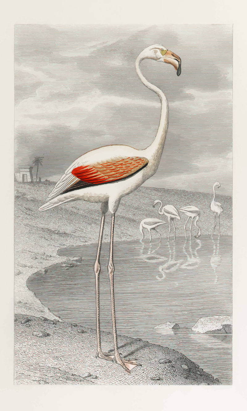 白色火烈鸟在其自然栖息地复古插图矢量混合从原来的艺术品
