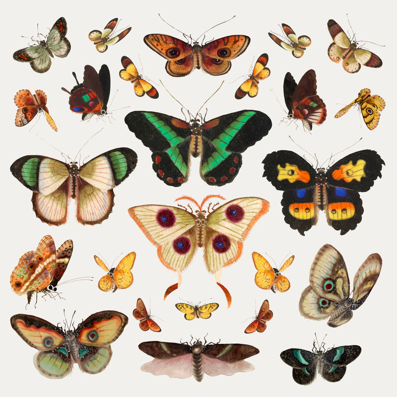 蝴蝶和飞蛾矢量复古插图集