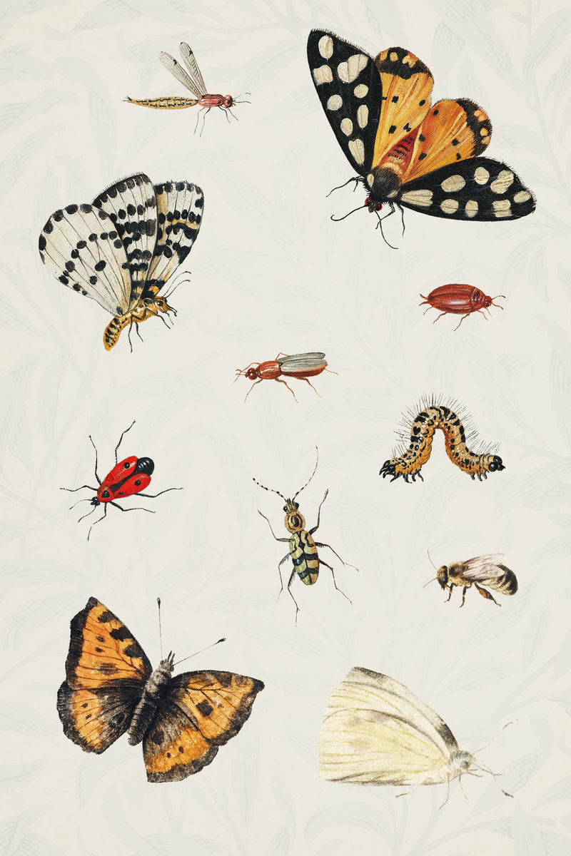 复古蝴蝶和昆虫集插图模板