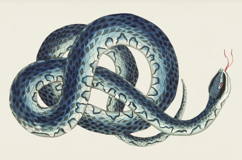 束状蛇或蓝蛇或万普姆蛇插图出自乔治·肖（1751-1813）的《博物学家杂集》（1789-1813）