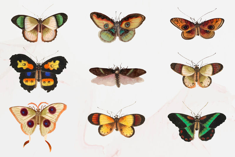 飞蛾和蝴蝶矢量复古插图集