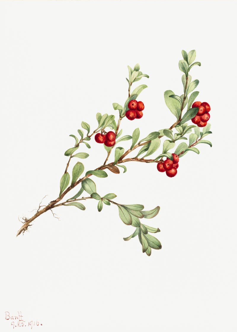 红熊莓植物插画水彩画