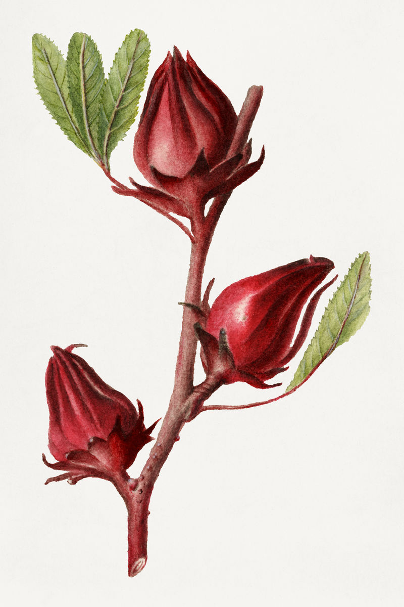 古典玫瑰列斯插图模型