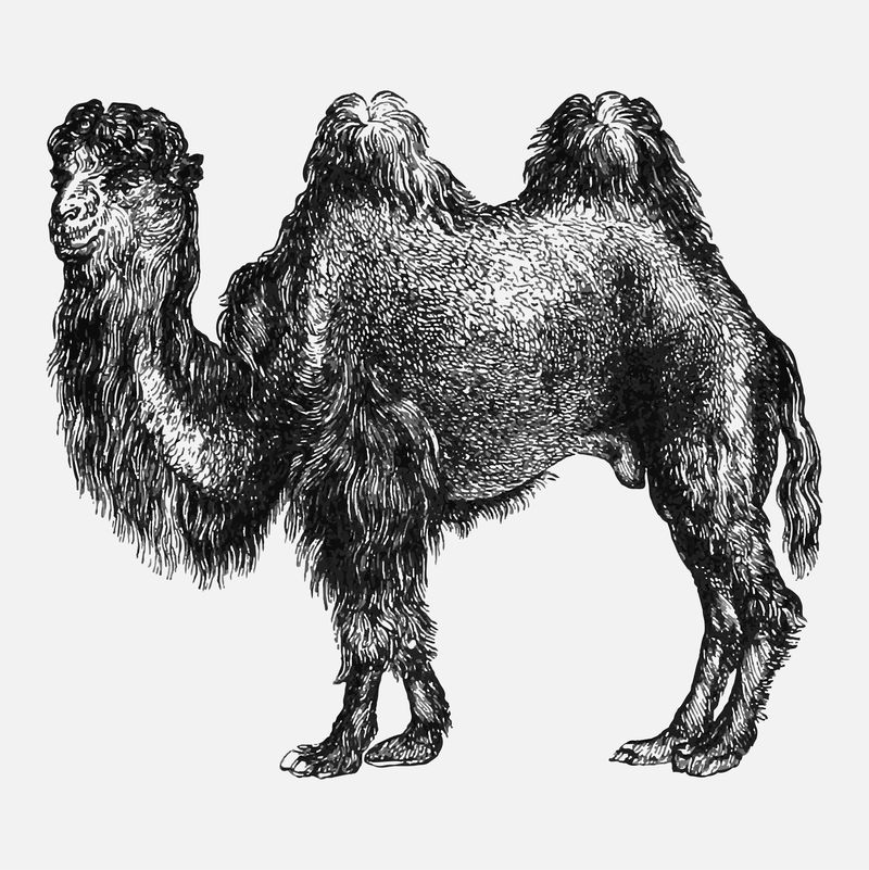 复古欧式骆驼雕刻矢量