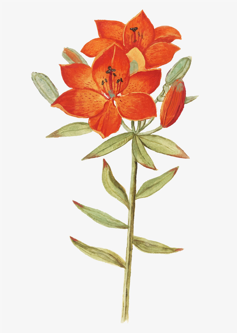 矢量中的复古红百合花插图