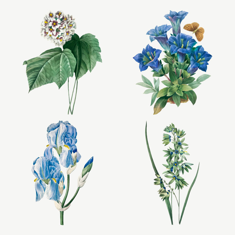 Blue flower vector复古植物插图集由Pierre Joseph Redout的艺术作品混合而成\u0026eacute；