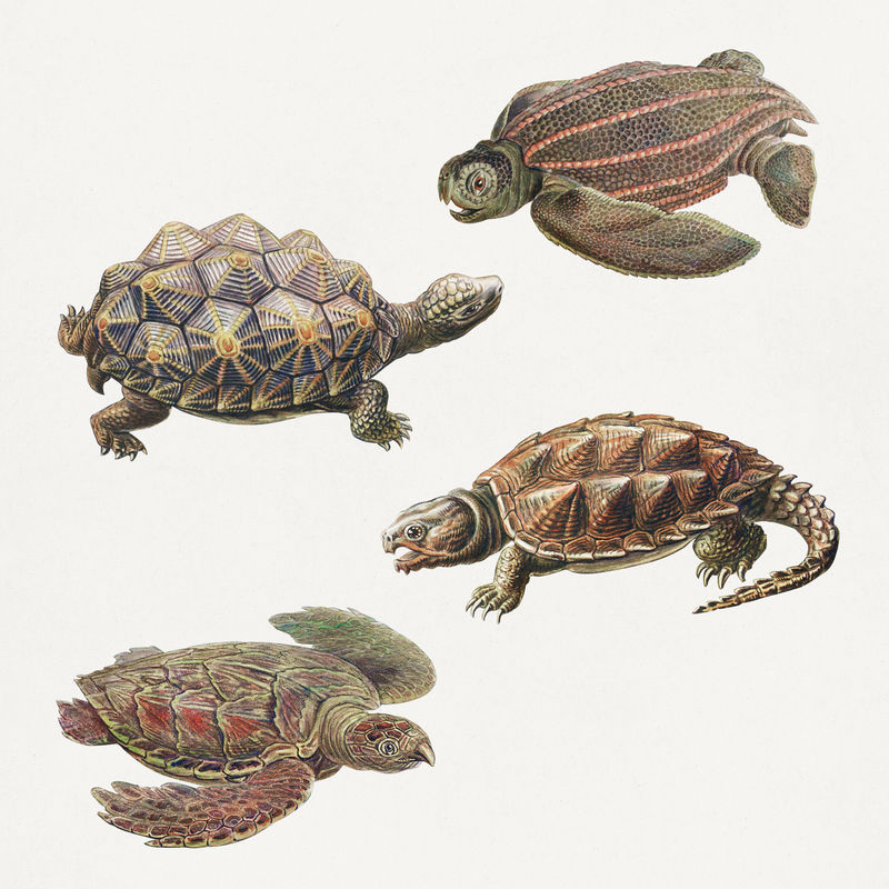 复古海龟插图集