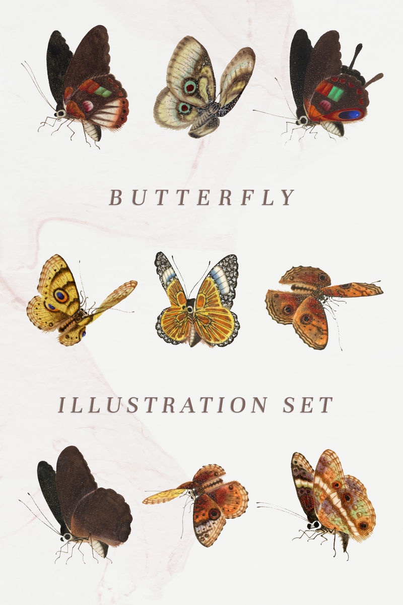 蝴蝶和蛾子模板复古插图集