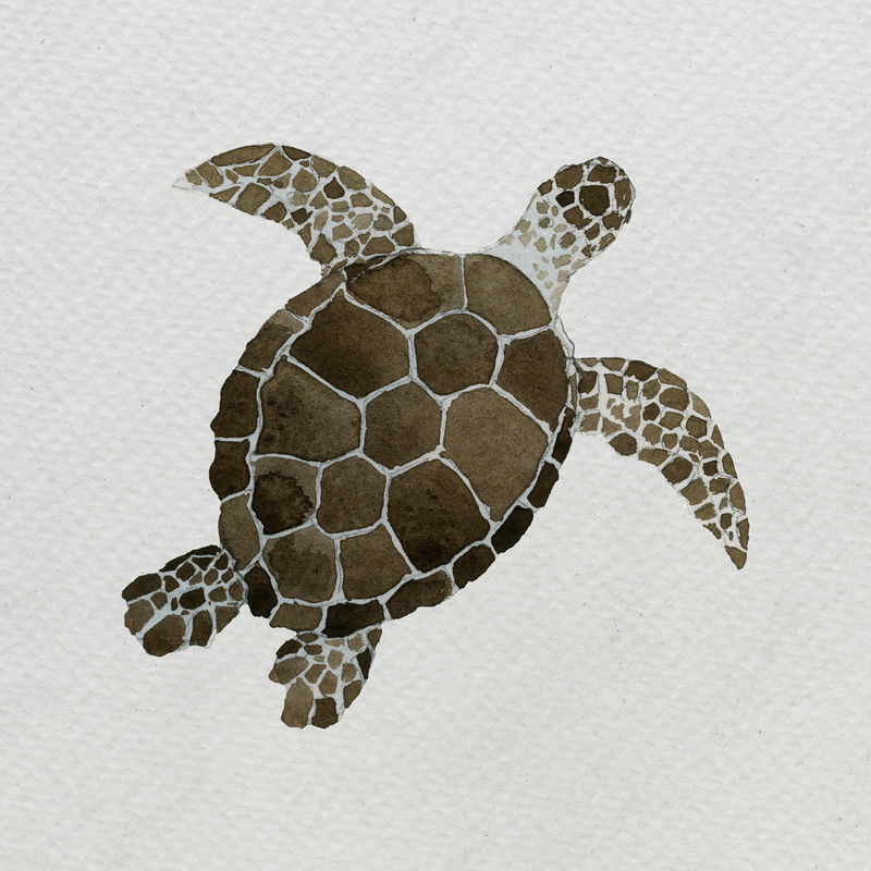 水彩画白帆布模板海龟
