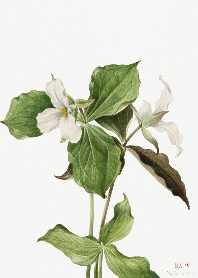 大型白色延龄花植物插画水彩