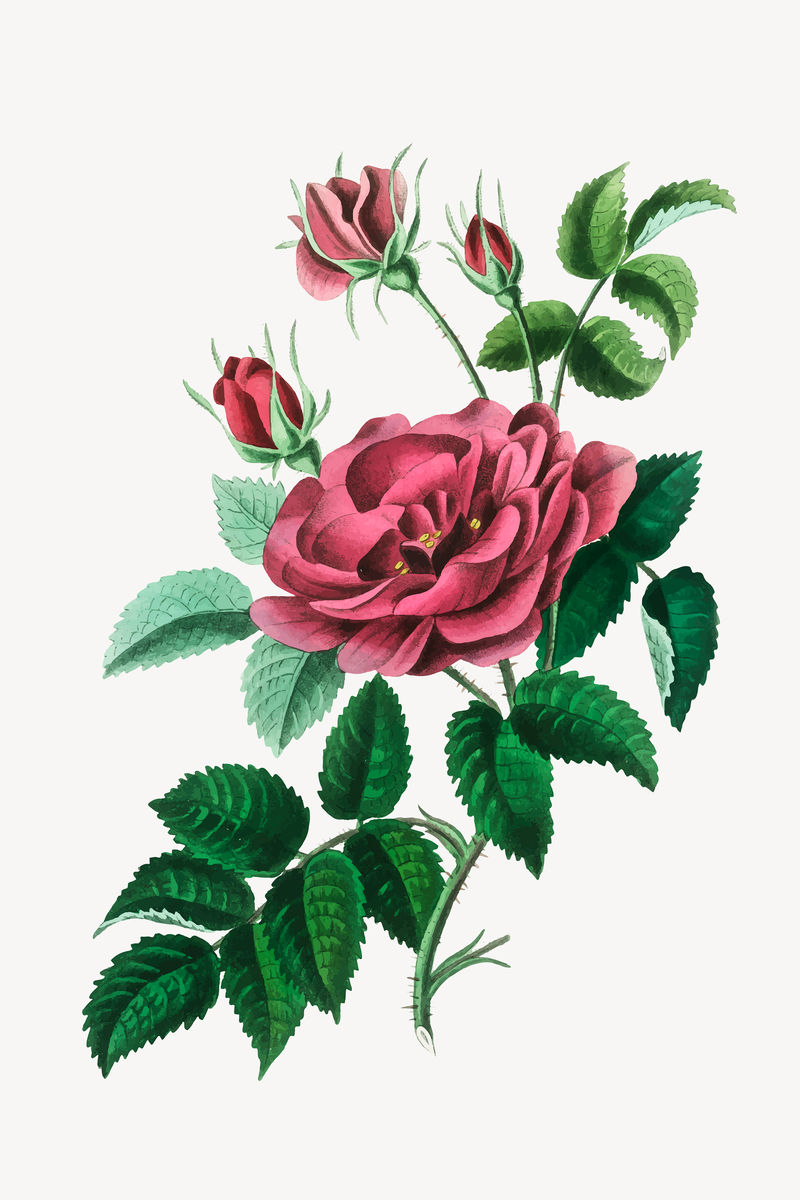 Vector植物玫瑰复古插画