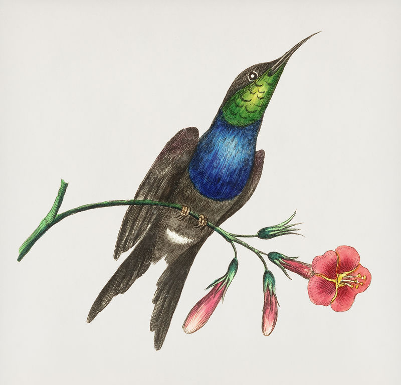 分叉蜂鸟插图来自博物学家\u0026#39；乔治·肖（1751-1813）的《s杂集》（1789-1813）