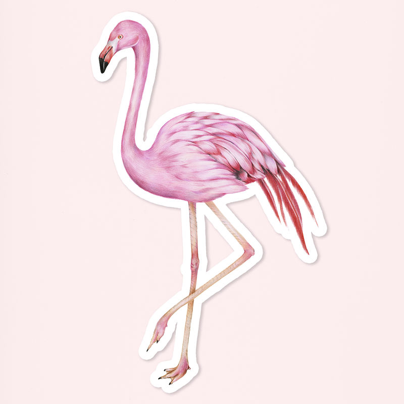 复古粉红火烈鸟psd插画贴纸