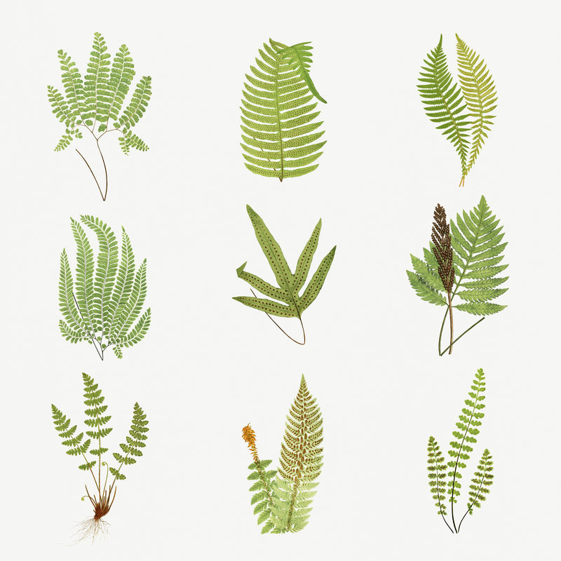 一套蕨类植物复古插图模型