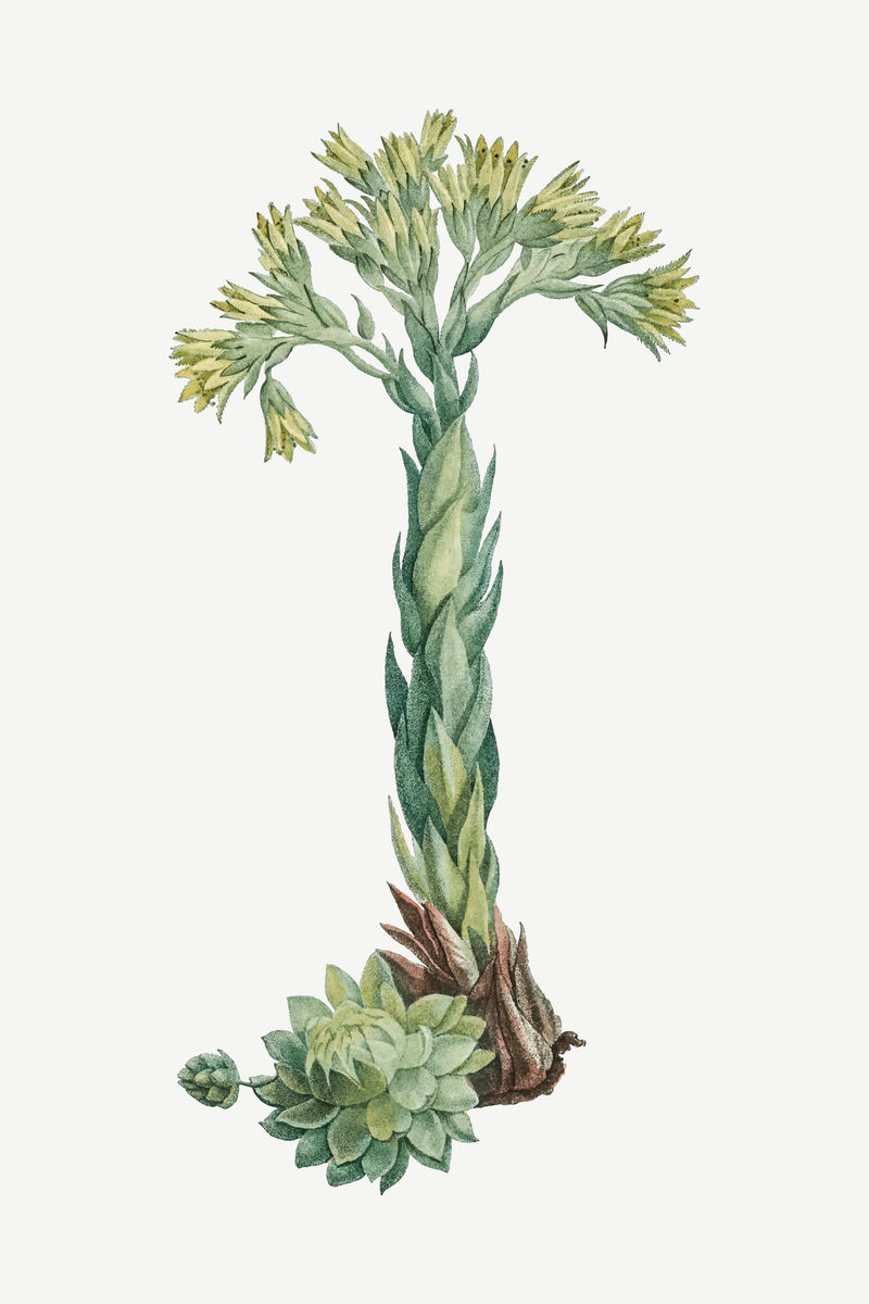 复古Sempervum Hirtum（滚动母鸡和小鸡）插图