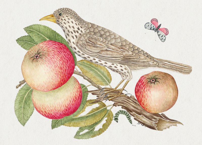 古老的鸟和苹果插图从18世纪的史密森档案馆的艺术品混合