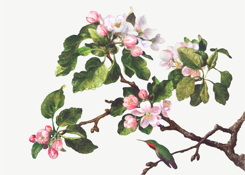 经典苹果花插画矢量由马丁·约翰逊·海德的艺术作品混合而成