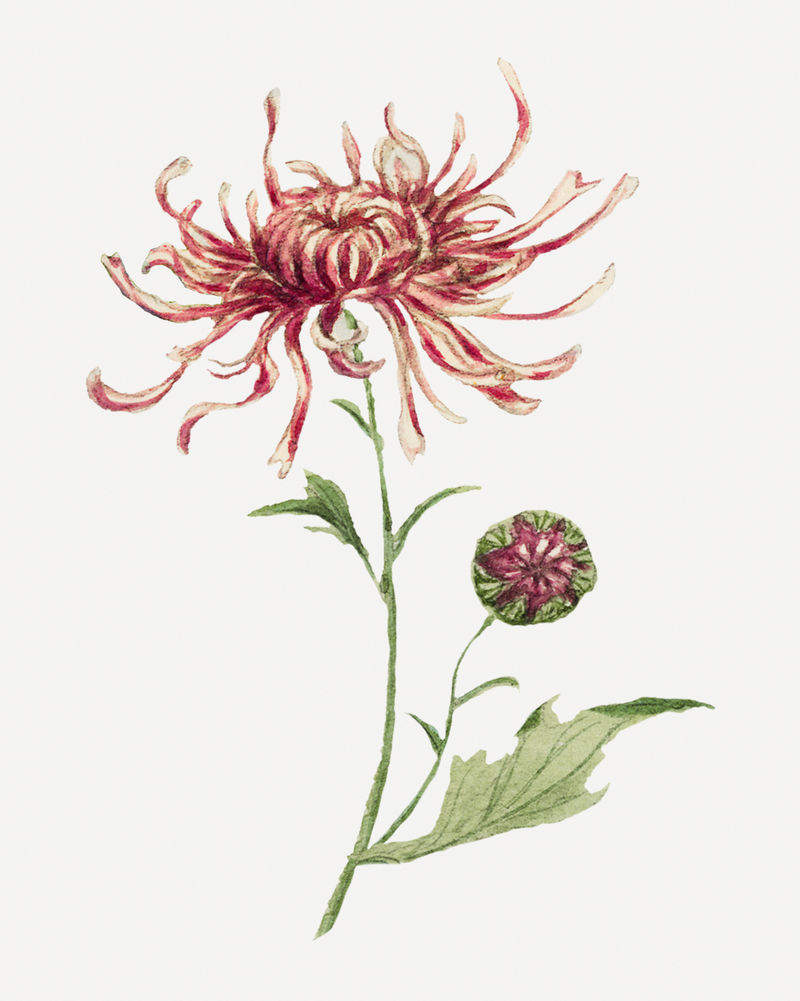 复古菊花psd艺术印刷品由梅加塔森卡加（Megata Morikaga）的艺术作品混合而成