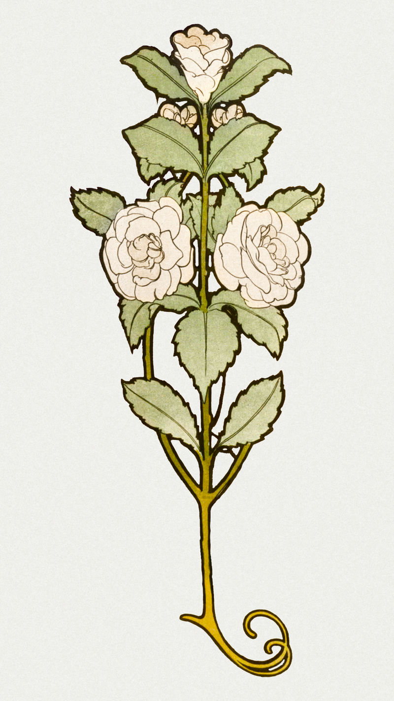 Art nouveau white rose psdremixed from the artworks of卧底