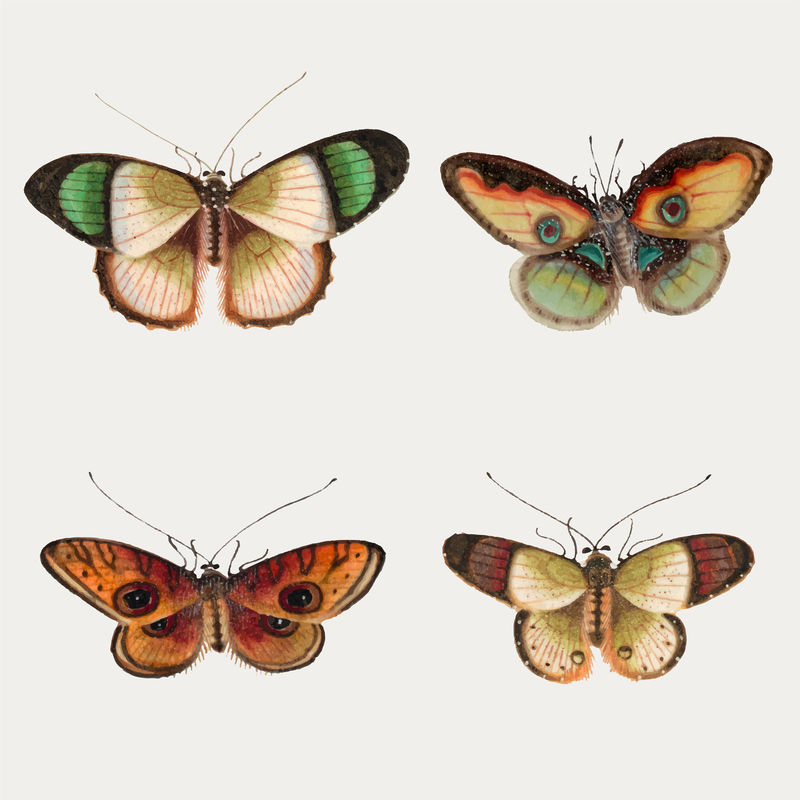 蝴蝶和飞蛾复古插图矢量集