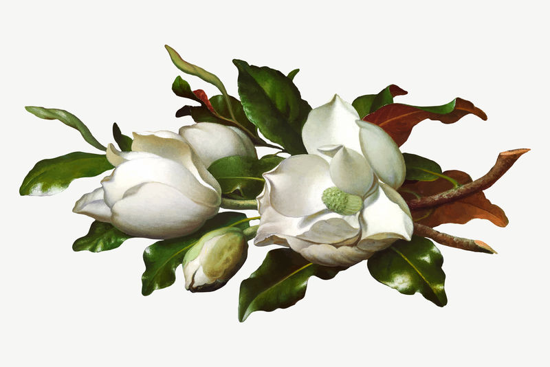 复古白玉兰花矢量插图由马丁·约翰逊·海德的艺术作品混合而成