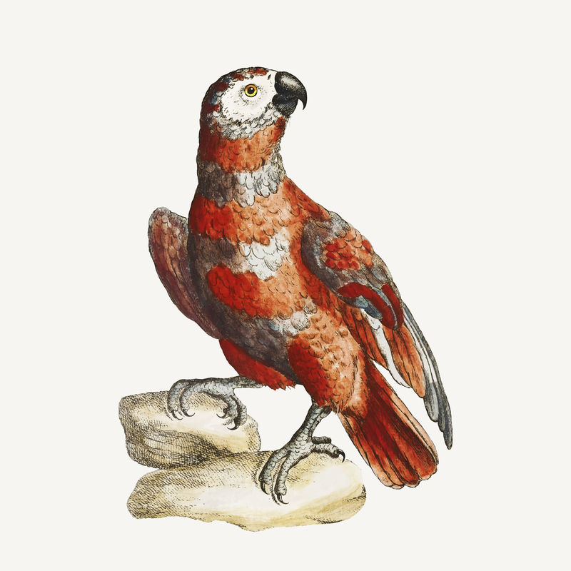 鹦鹉经典插图矢量
