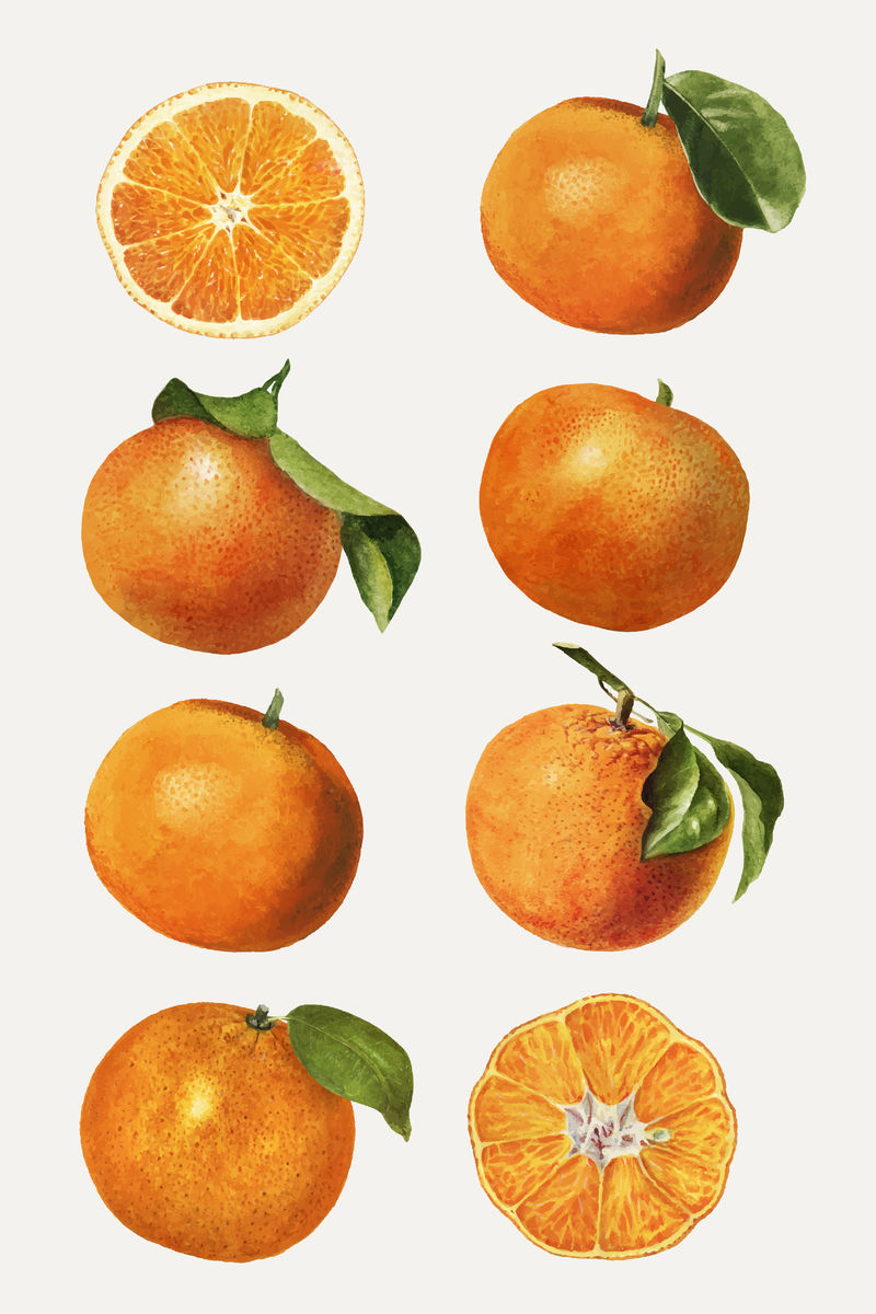 手绘天然鲜橙子集矢量图
