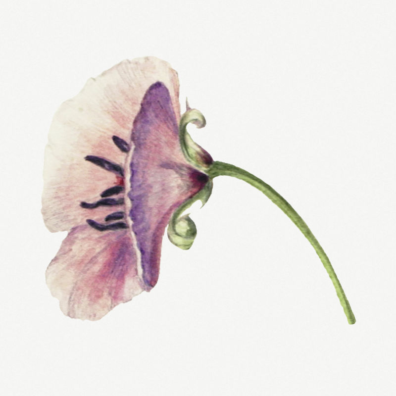 紫丁香海棠花植物插画水彩画