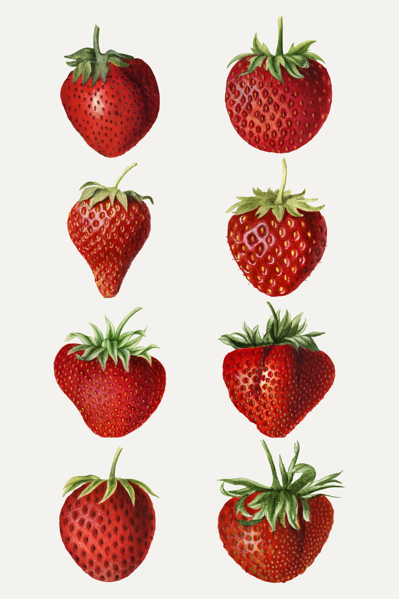 手绘天然新鲜草莓组合载体