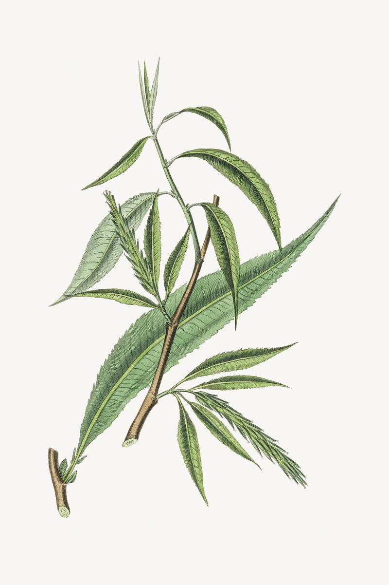 杨柳药用植物素描