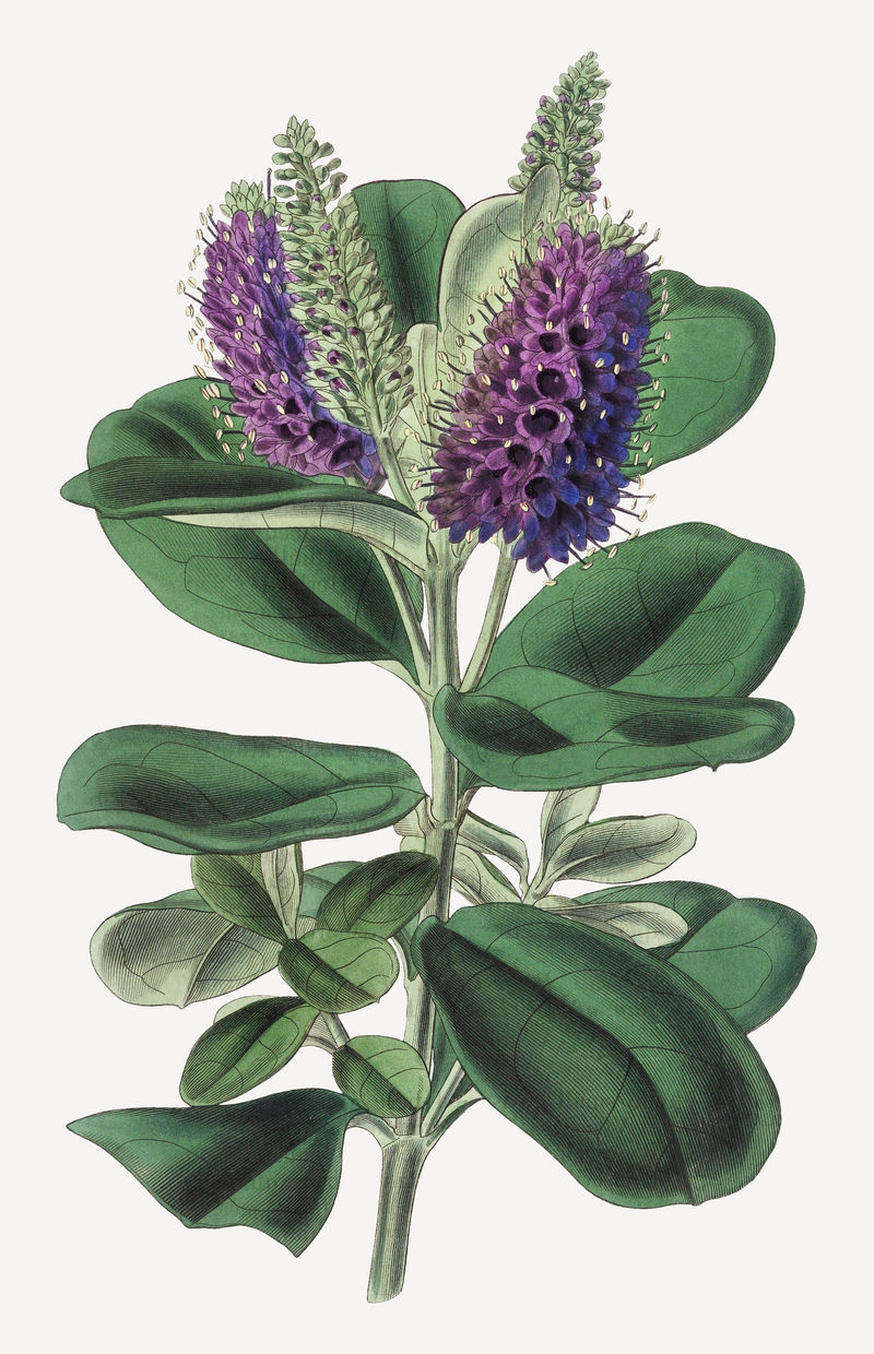 复古紫色艳丽hebe花朵psd插图由Walter Fitch的艺术作品混合而成