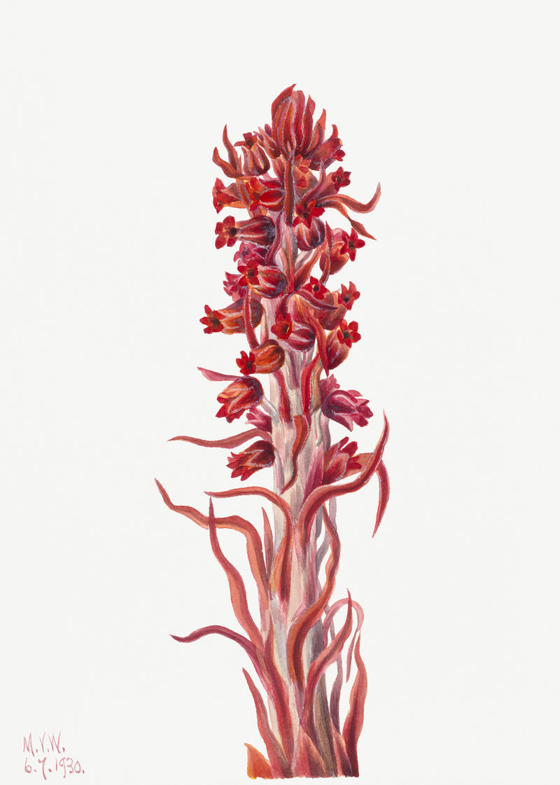 盛开的雪植物手绘植物插图